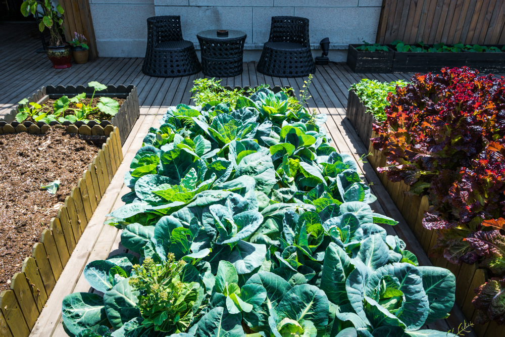 Créer potager surélevé en bois petit jardin