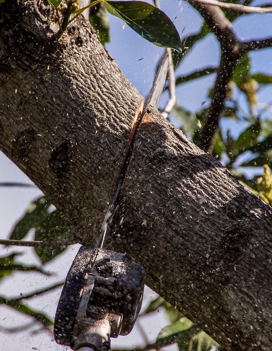 L'impact de l'élagage sur le cycle de vie des arbres